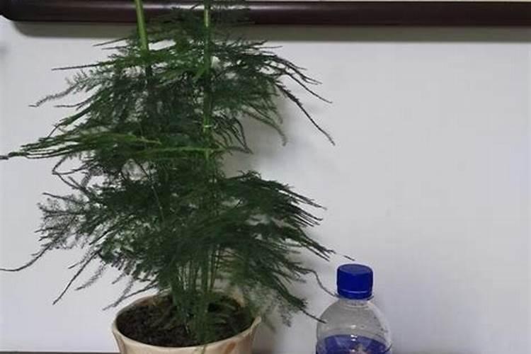 文竹怎么施肥