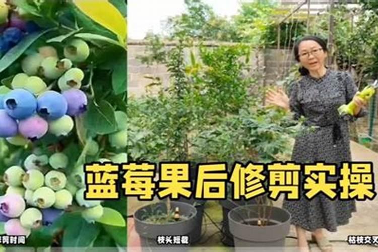 蓝莓施什么肥,比较好