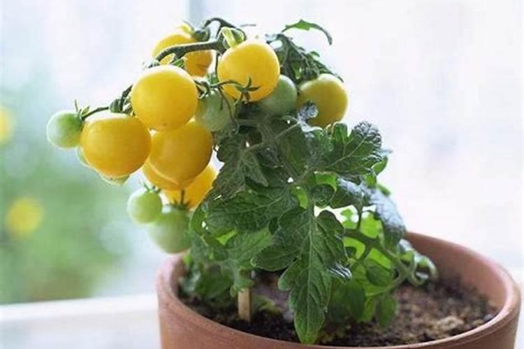 蔬菜怎么追肥 蔬菜施肥方法与技术