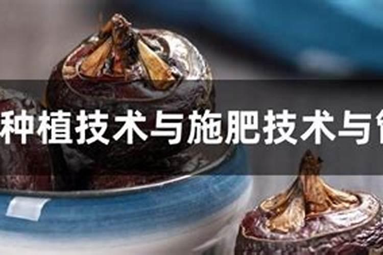 马蹄种植技术与施肥