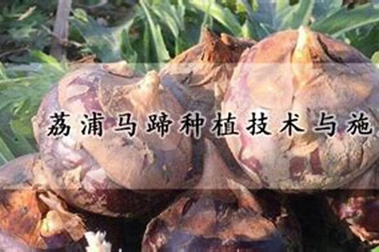 马蹄主要用什么肥