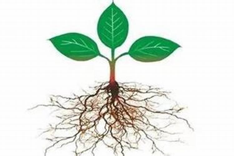 请问氮肥、磷肥、钾肥对盆栽花卉植物各起什么作用