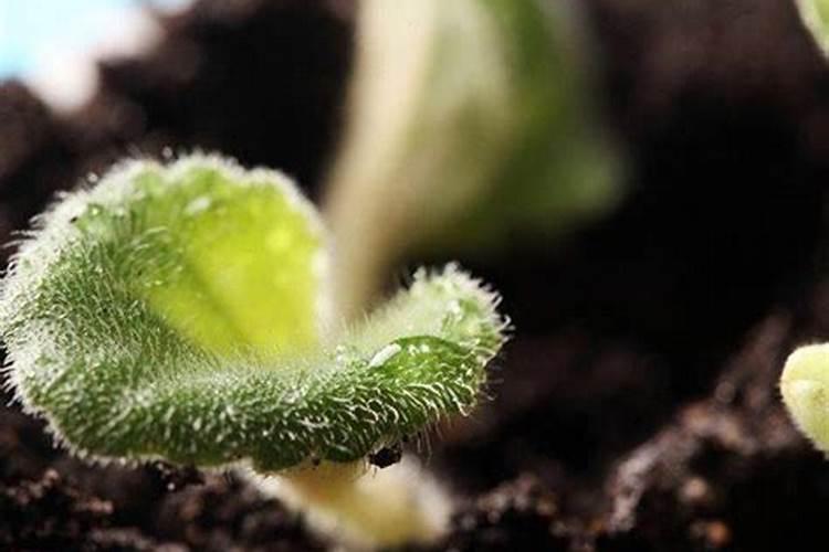 钾肥的简易鉴别方法 施用钾肥注意啥问题