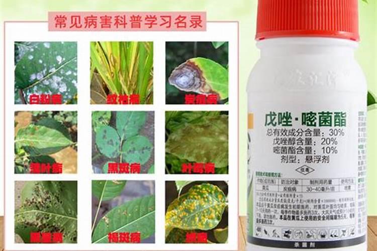 请问谁知道经常在路边出现像爆米花一样的白色形状想管子一样的东西叫...