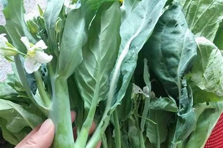 种菜最实用的肥料,是先下肥料还是先下种子