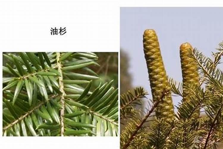 红土地适合种植什么作物最好