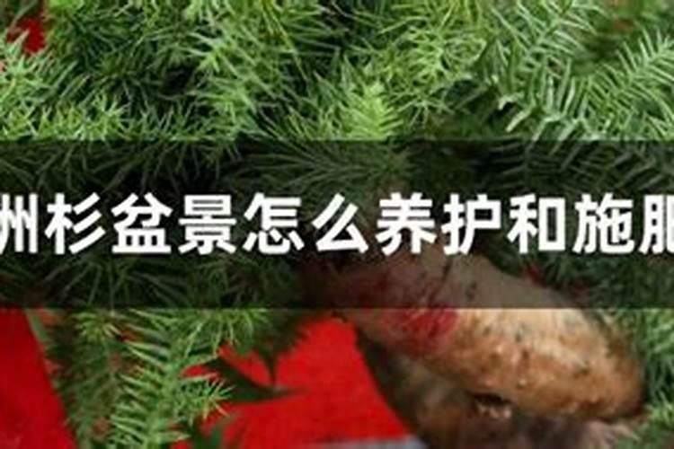 家庭养花知识