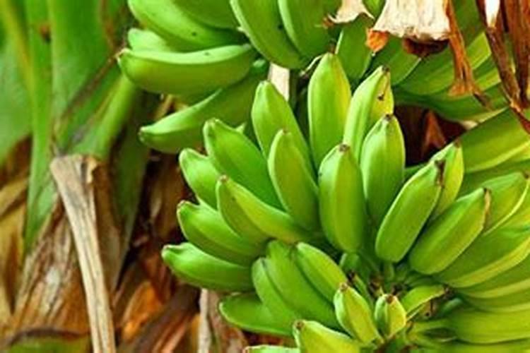 香蕉迟抽蕾怎么办 管理要点简介