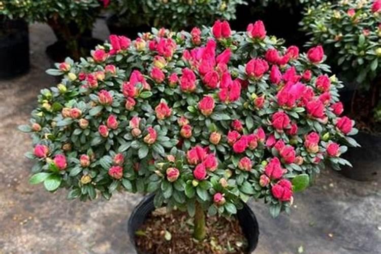 现在季节杜鹃花会开花吗？