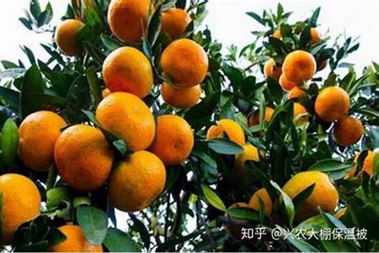 柑橘施什么肥可以增加甜度(柑橘施叶面肥果子会很甜)
