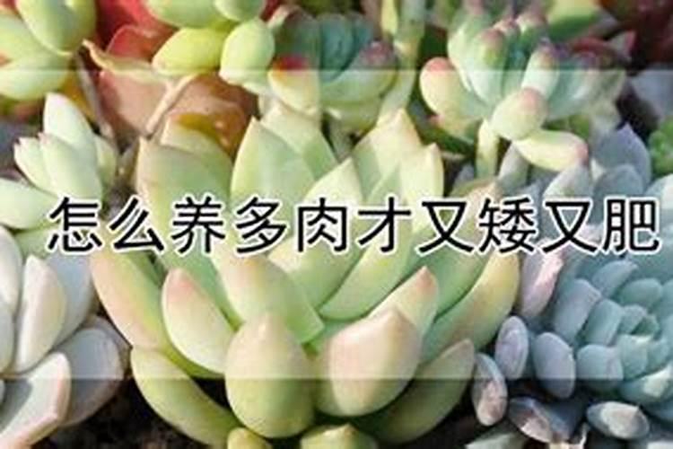 新栽兰花叶面可以喷水吗(新上盆兰花能每天喷洒水吗)