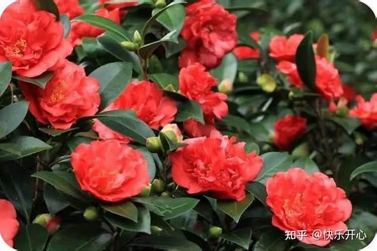 给花喷点它,叶子绿得滴油,花叽里咕噜开爆盆!