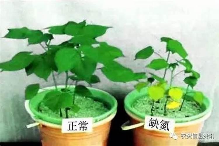 人体缺乏各种维生素或微量元素时会有什么症状？该如何补充？