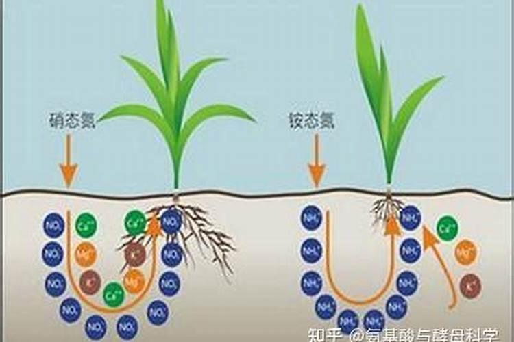 硝态氮是氮肥吗 适用于哪些农作物