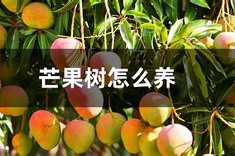 种芒果施什么肥
