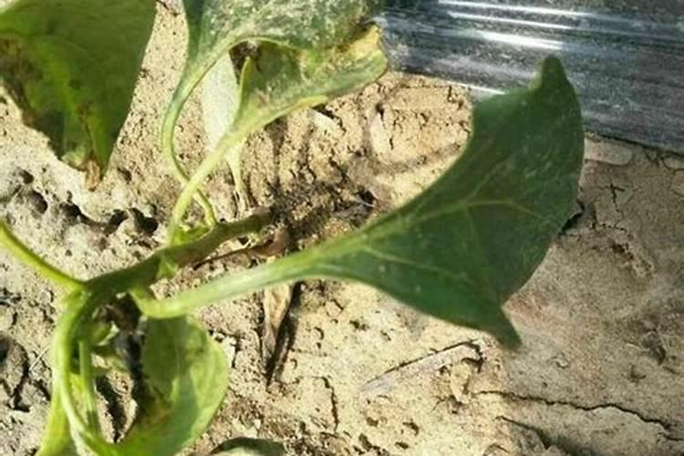 钾肥过量有什么危害科学施肥