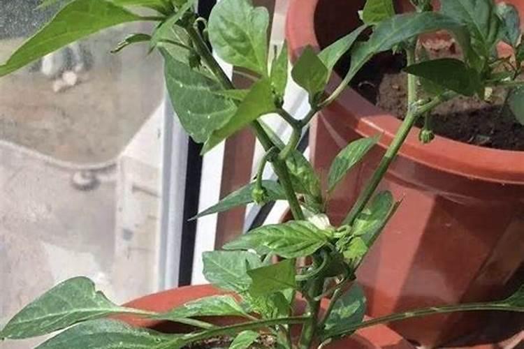 辣椒如何施肥才能高产的技巧