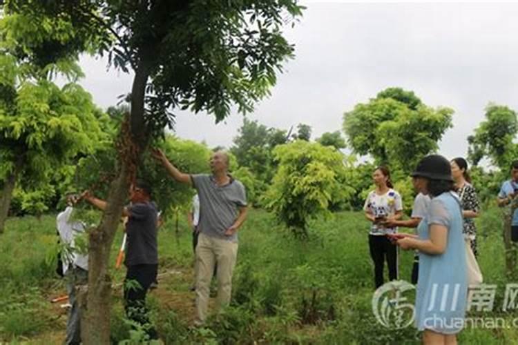 种植高产龙眼应该怎么施肥 龙眼施肥方法总结