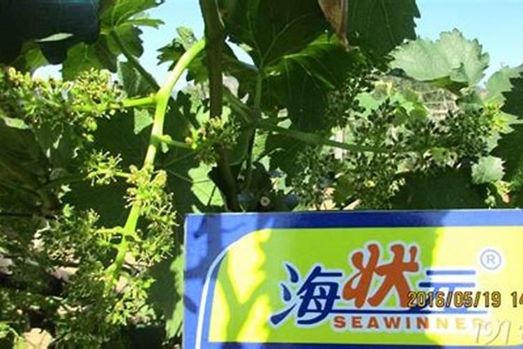 葡萄在什么时间施海澡肥好
