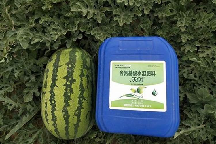 西瓜膨果期用什么肥料