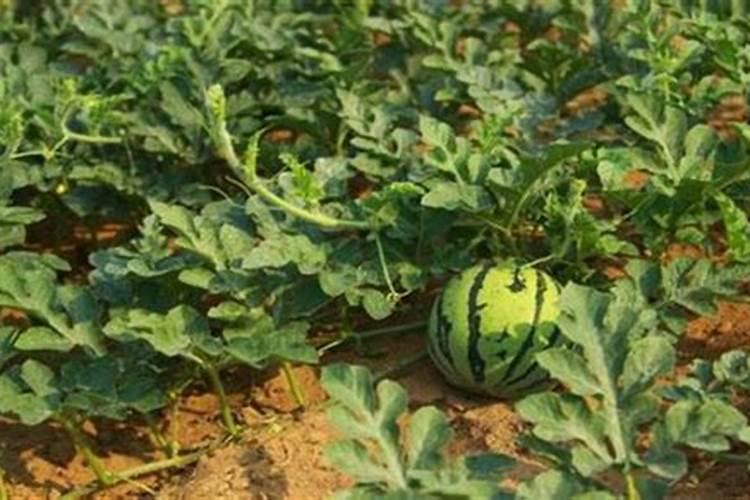 种植西瓜用什么肥料最佳