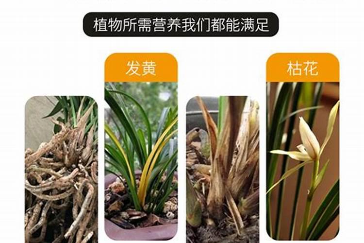 兰花草怎么种植方法花卉百科
