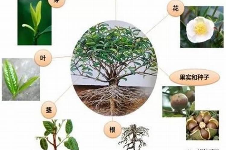 植物体对铵态氮和硝态氮哪个吸收利用率比较好？