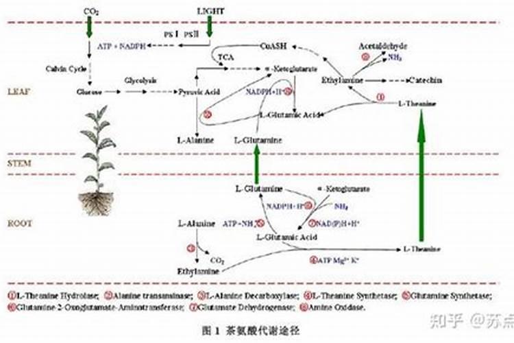 茶园施肥需要注意什么