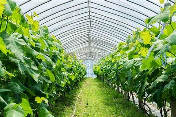 葡萄种植什么时候施肥合适种植葡萄什么时候施肥合适