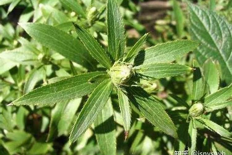 苍术打叶面肥几天能打除草剂