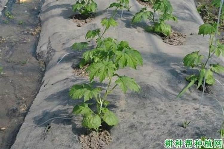 种苦瓜施什么肥高产