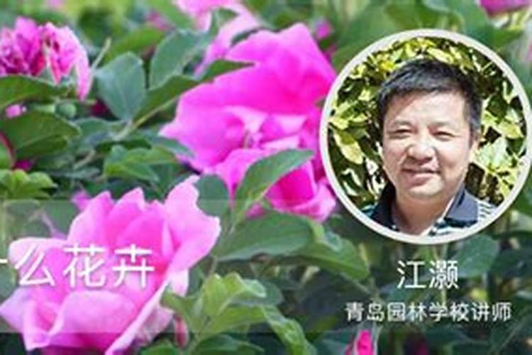 哪些花上尿素花肥好