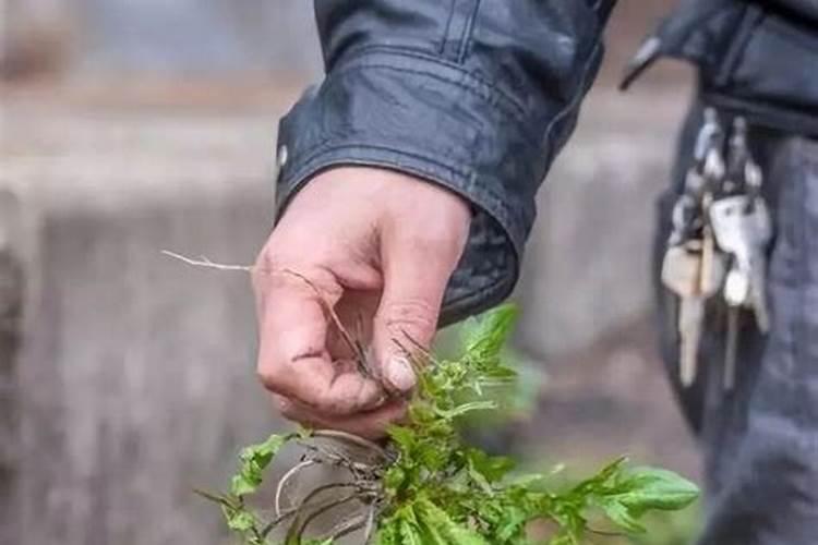 水晶花泥怎么养花