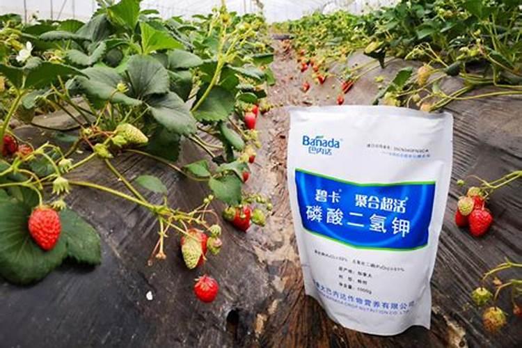 草莓什么时候冲高钾肥？草莓用什么水溶肥？