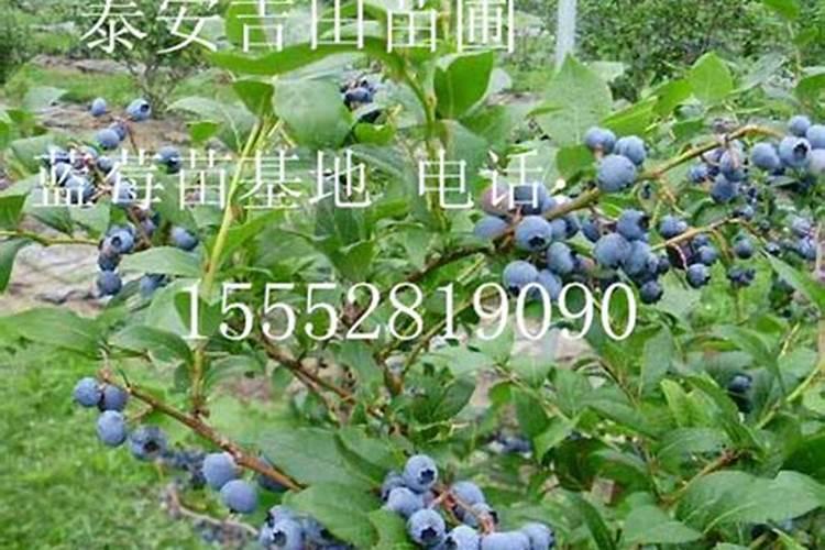 阳台种蓝莓栽培与管理技术要求