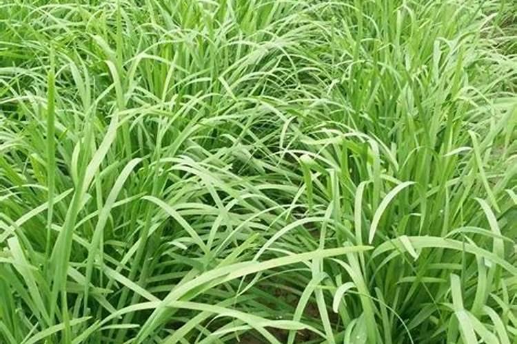 韭菜割了要追肥吗