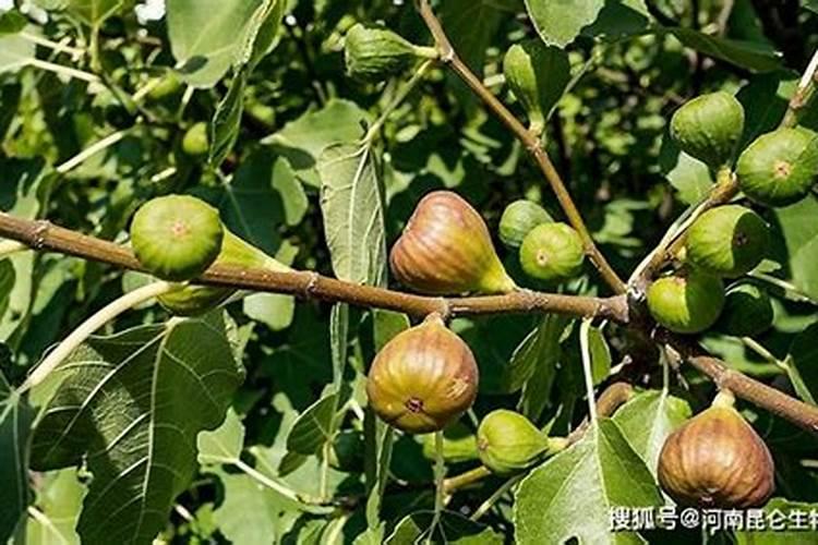 无花果用什么肥料最好