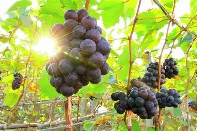 葡萄转色期用什么肥料好 可以使用硝酸钾吗