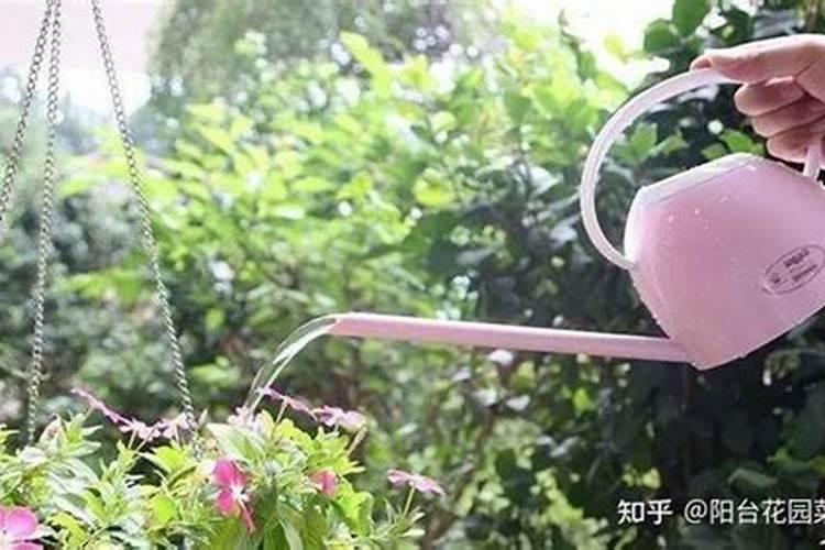 含羞草怎么浇水施肥