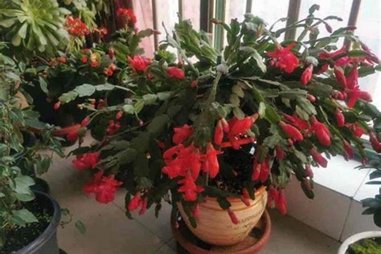 一盆花里放50粒复合肥行吗,花盆里复合肥放多了怎么补救