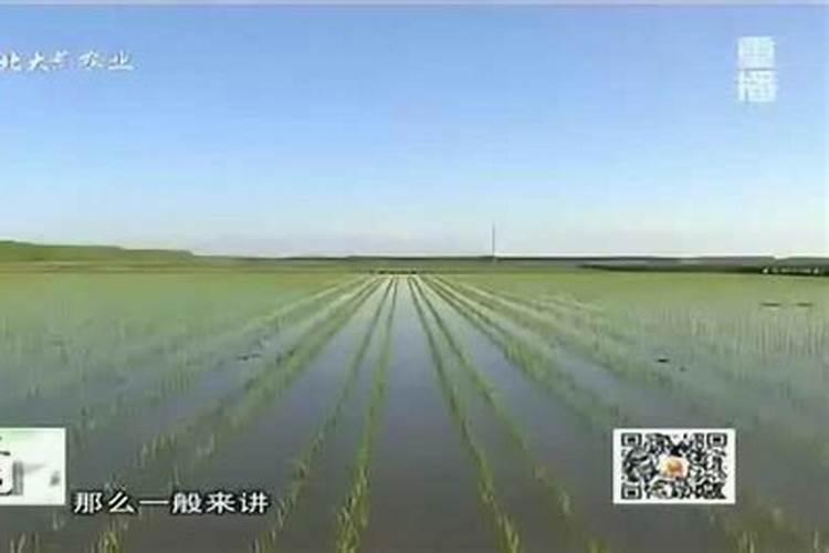 蝴蝶兰水养殖怎么施肥