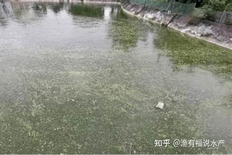 磷酸二氢钾使用方法兰花