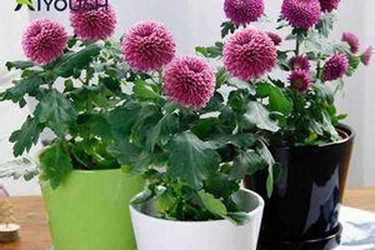用什么肥好 菊花施肥方法