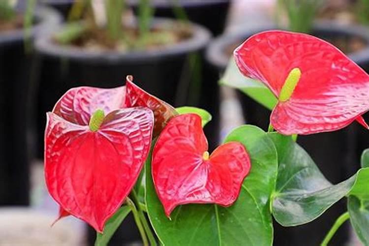 红掌花需要什么肥料