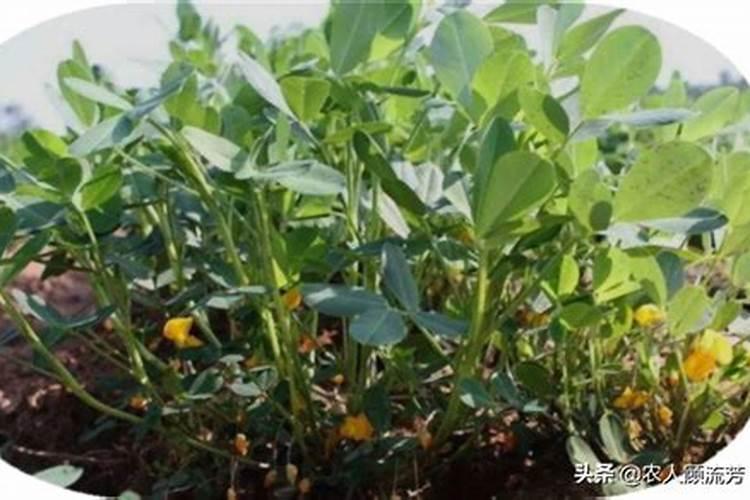 种植花生磷肥的正确方法