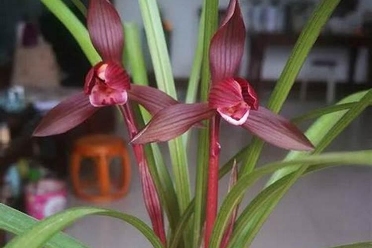 米兰花怎么浇水(多久浇一次),米兰花怎么施肥