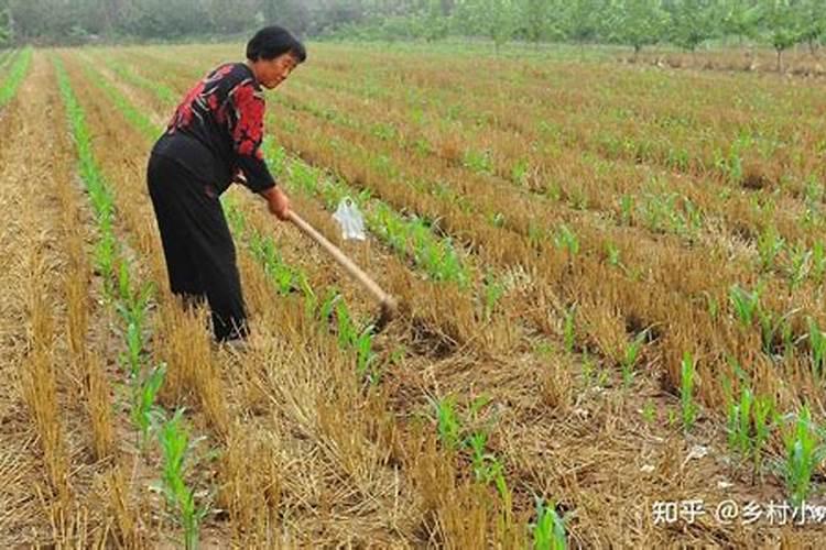 种玉米用什么肥料