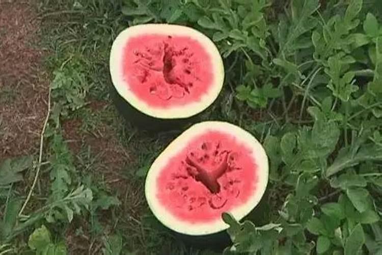 种西瓜用什么肥料又大又甜又防空心