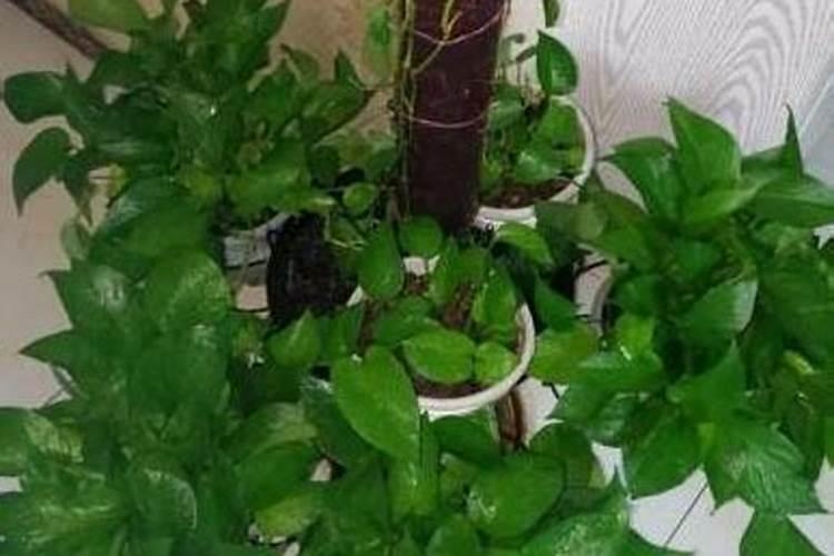绿萝施氮肥多少比例
