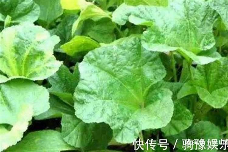 人工种植的“野菜”还算是真正的野菜吗？为何城里人如此喜欢野菜？
